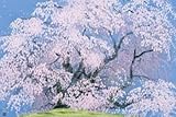めざせ!パズルの達人 1000ピース 三春の瀧桜 11-312