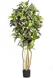 5 &acute; Croton Silk Tree - B0026PY666