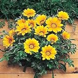 Amazon / Hirt's: Gazania Kiss Gold Hybrid 20 Seeds - Annual