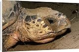 Canvas Prints of Jpf-7428 Loggerhead Turtle - Close Up Of Head, Egg Laying from Ardea Wildlife Pets