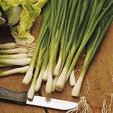  Spring Onion - white Lisbon Allium Cepa - 1000 Seeds