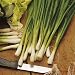 Spring Onion - white Lisbon Allium Cepa - 1000 Seeds