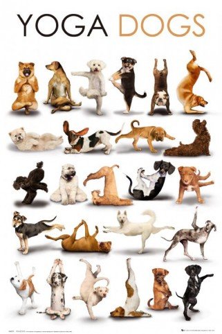 1art1 50112 Hunde - Yoga, Heraufschauender Hund, Herabschauender Hund Poster 91 x 61 cm Preisvergleich