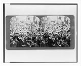 Stereoview (L): A large crowd mostly of men carrying flags and banners at a rally in Japan