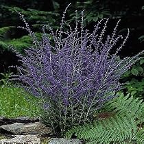 2 Russian Sage Plants - Perovskia atriplicifolia -HARDY