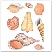 Baby : 8 Seashell Sea Shell Wall Transfer Stickers Mural