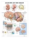 Anatomy of the Brain Anatomical Chart Laminated