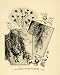 1906 Print Winter Verdure Flowers Poppy Olive Berries Southern California Floral - Original Halftone Print