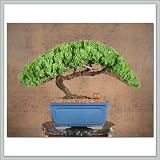 Juniper Bonsai Tree | Baby Grand V