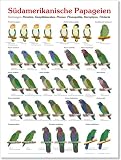 Produkt-Bild: Poster S&uuml;damerikanische Papageien (Poster Papageien und Sittiche)