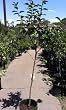 Chocolate Persimmon Tree, Five Gallon Container