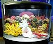 16 gallon Half Circle Aquarium with light and filter