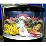 16 gallon Half Circle Aquarium with light and filter