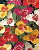 51QgiaLGU7L. SL160  Cut Price Flower Bulbs