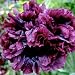 50 Seeds, Poppy "Black Peony" (Papaver paeoniflorum) Packaged By Seed Needs