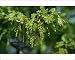 Photographic Prints of English Oak - In Flower, May from Ardea Wildlife Pets