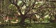 Old Oak at the Tampa Bay Hotel, 1902 - Exceptional 16" x 20" print of vintage color photochrome from the Library of Congress Collection