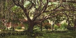 Old Oak at the Tampa Bay Hotel, 1902 - Exceptional 16" x 20" print of vintage color photochrome from the Library of Congress Collection