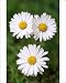 Photographic Prints of USH-1424 Common DAISY - three flowers from Ardea Wildlife Pets