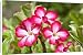 Canvas Prints of Flowers of Desert Rose from Ardea Wildlife Pets