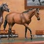 Seabiscuit�