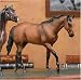 Seabiscuit 