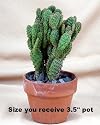 Miniature Bunny Ears Cactus - Opuntia rufida monstrosa - 3" pot