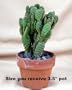 Miniature Bunny Ears Cactus - Opuntia rufida monstrosa - 3" pot