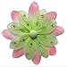Hanging Flower Medium 10