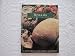Books : Breads: At the Academy (California Culinary Academy)