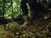 An Ammonite Fossil on a Forest Path Attests to Cubas Submarine Past National Geograph...
