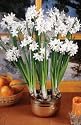 10 'Ziva' Paperwhite Flower Bulbs