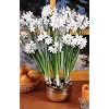 10 'Ziva' Paperwhite Flower Bulbs