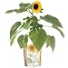 Garden in a Bag - Mini Sunflower