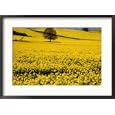 Field of Oil-Rape Seed, Spring, Harvington, United Kingdom Collections Framed Photographic Poster Print by Barbara Van Zanten, 29x21