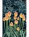 Photographic Prints of SGI-4803 Red Hot Poker / Torch Lily from Ardea Wildlife Pets