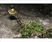 Photographic Prints of JLM-7282 Norwegian Mugwort / Scottish Wormwood from Ardea Wildlife Pets