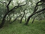 IMAGE OF Twisted Trunks and Oak Branches, Big Tree Trail, Aransas National Wildlife Refuge, Texas Stretched Canvas Poster Print, 12x16