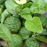 2-3 Year Old Kaffir Lime Tree in Grower's Pot, 5 Year Warranty