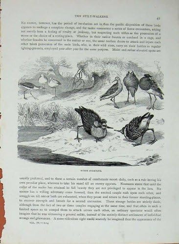 Cassell'S Birds C1870 Ruffs Fighting Stilt-Walkers Bird
