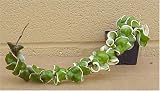 Variegated Hindu Rope Plant -EXOTIC- Hoya - 2 1/2" Pot