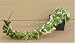 Variegated Hindu Rope Plant 2.5 Inch Pot