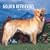 Golden Retrievers 2009 Square Wall Calendar