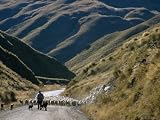 Shepherd Herding Flock of Sheep Through Mountain Pass, Glenorchy, South Island, New Zealand Photographic Poster Print by D H Webster, 32x24