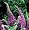 Peacock Butterfly Bush Buddleia Davidii