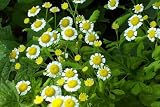 Review Alternative Health & Herbs Remedies  / Alternative Health & Herbs Remedies Feverfew Tea Co, Loose Leaf , 4-Ounce. Bags (Pack of 6)