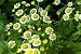 Alternative Health & Herbs Remedies Feverfew Tea Co, Loose Leaf , 4-Ounce. Bags (Pack of 6)