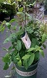 Redwine Lilac Five Gallon by Monrovia Growers