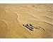 Photographic Prints of KAT-479 Horned Adder - Moving across the desert sands - adopting a side winding from Ardea Wildlife Pets