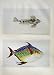 C1990 Fish Dragonet Opah Colour Print Natural History